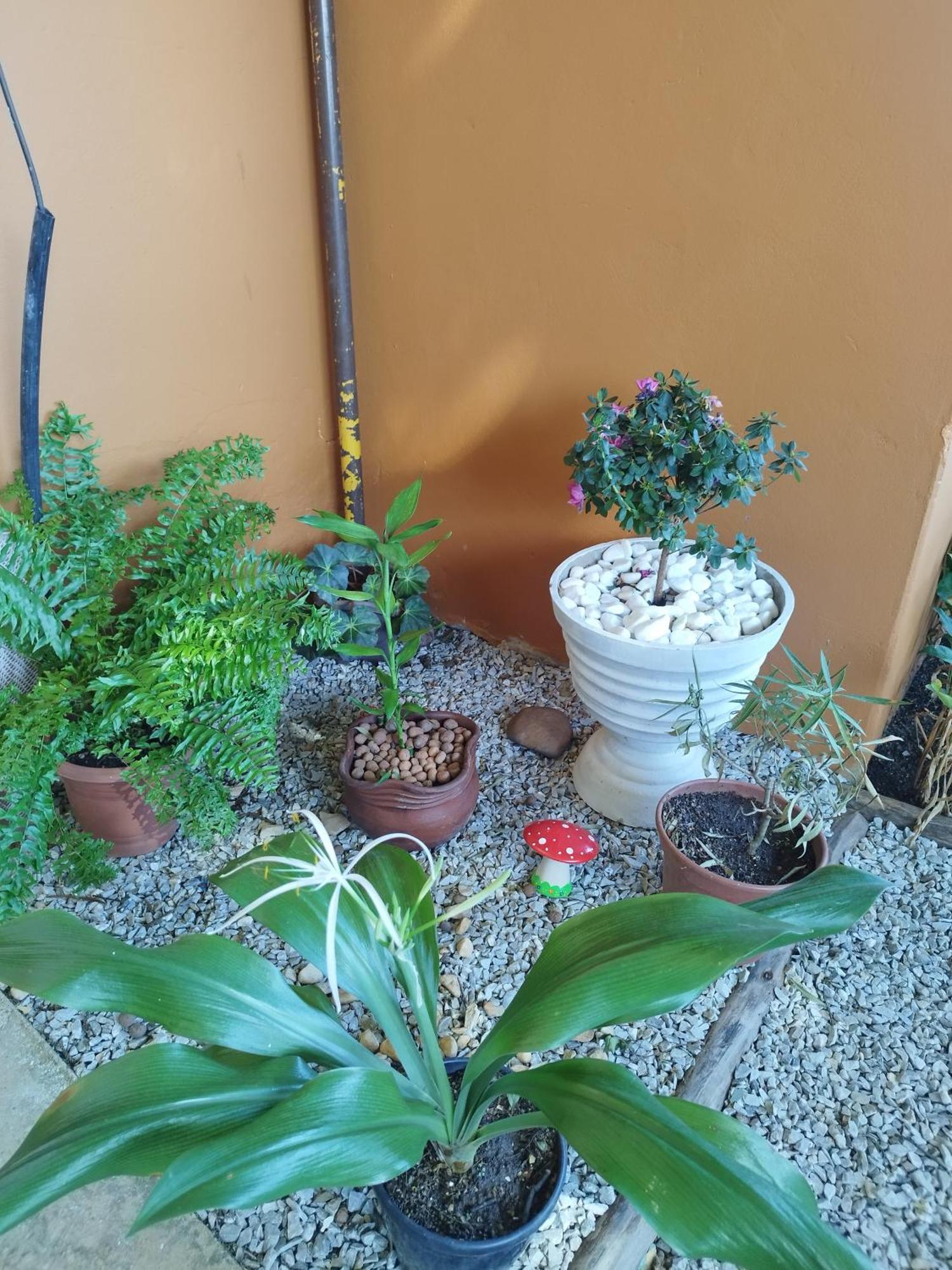 Pousada Cama & Cafe Ξενοδοχείο Paracatu Εξωτερικό φωτογραφία